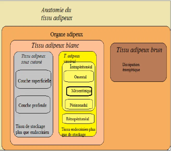 Figure 5 : Le TA est composé d’adipocytes matures remplis de triglycérides, ainsi que de  leurs précurseurs les préadipocytes, et d’une fraction stroma vasculaire