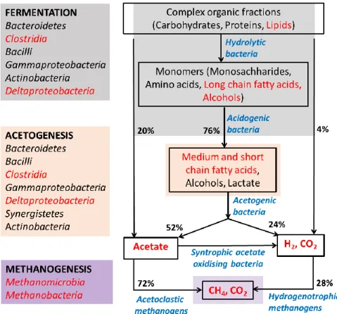 Fig. 2.1. Interactions between microbial groups and carbon flow during anaerobic degradation of lipids (Amani et al., 2010; 