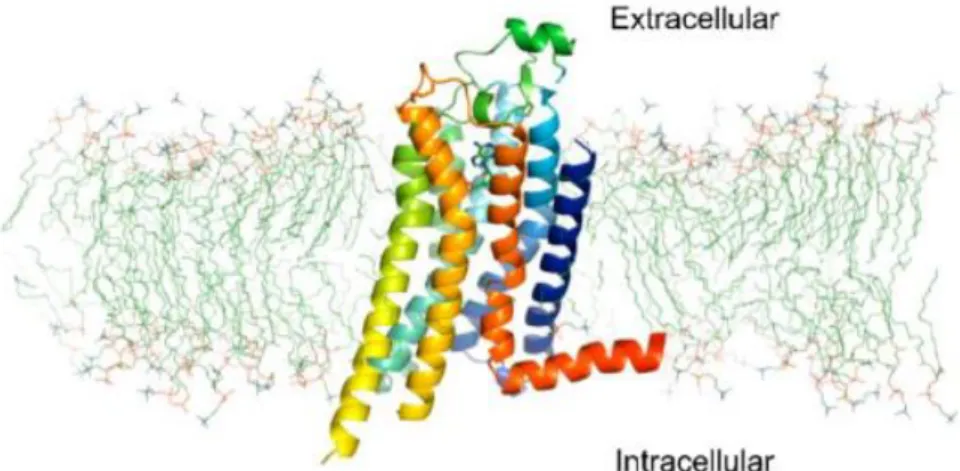 Figure 19. Structure co-cristallisée de l’adénosine au sein du récepteur hA 2A (72)