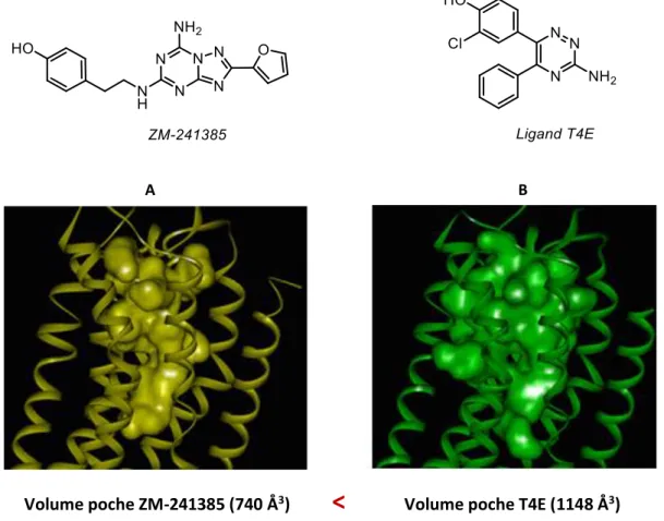 Figure 20. Comparaison des volumes des poches de liaison occupées par le ZM-241385 (A)  et le ligand triazine (B) 