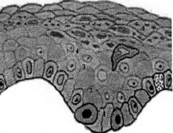 Figure 3 : Les 4 populations cellulaires de l’épiderme : 1 = kératinocytes, 2 = mélanocytes 3 =  cellules immunocompétentes, 4 = cellules de Merkel [5] 