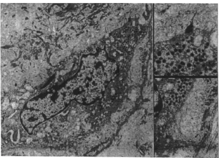Figure 12 ; Cellule de langerhans en microscopie électronique [9] 