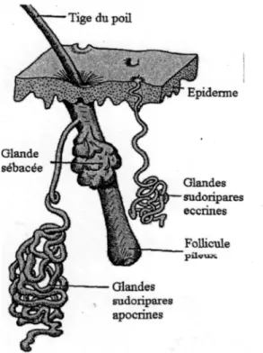 Figure 13 : Schéma d'une annexe cutanée [13] 