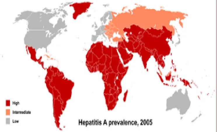 Figure 5: répartition de l’hépatite virale A dans le monde en 2005 