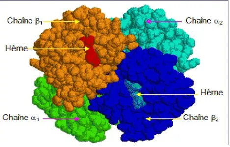 Figure 1: La structure de l’hémoglobine adulte 