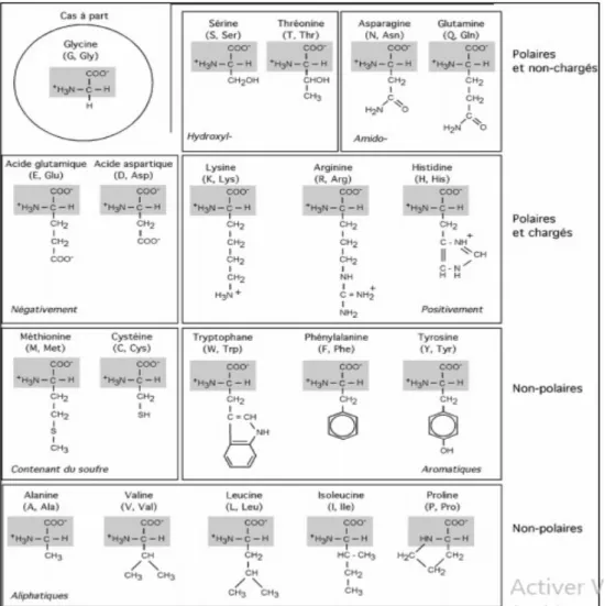 Figure 3: Séquence primaire des acides aminés des chaines α et β de globine 