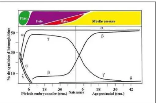 Figure 6: Evolution de la synthèse des chaînes d’hémoglobine en fonction de l’âge. 