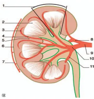 Figure 3 : Morphologie interne du rein droit. 