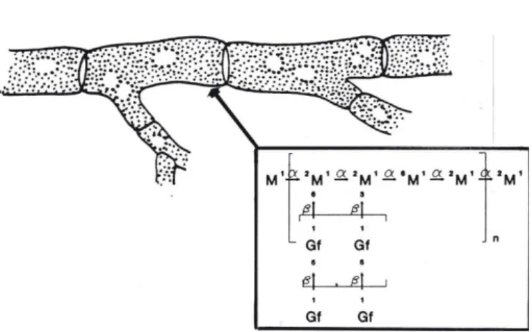 Figure 7 : structure du galactomannane [103]. 