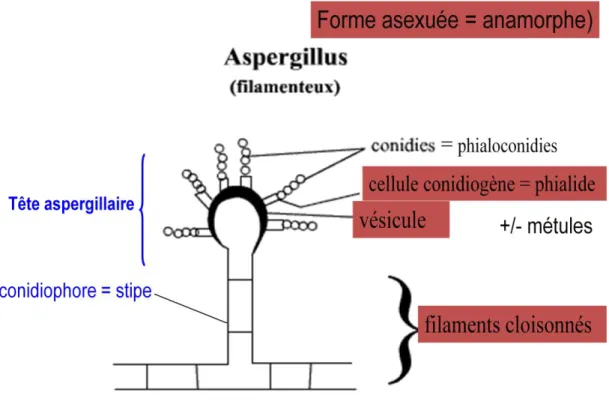 Figure 1 : Morphologie générale d’un Aspergillus [2].