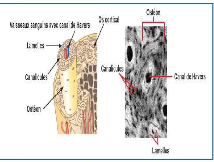 Figure 1 : Des ostéons cylindriques dans l’os cortical système de Havers (à droite)