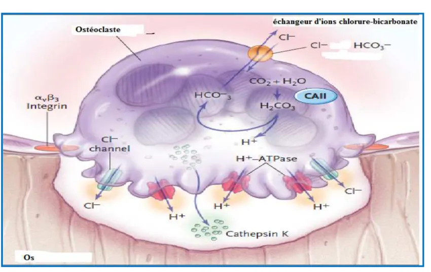 Figure 10 : Physiologie des ostéoclastes (35). 