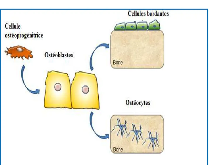 Figure 14 : Le devenir des ostéoblastes et leur transformation en ostéocytes ou en cellules bordantes (37)