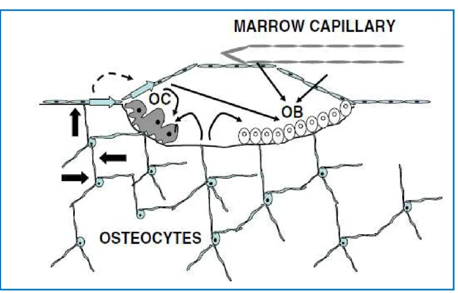 Figure 21 : Connexions entre le réseau des ostéocytes, les cellules bordantes et le BRC (63)