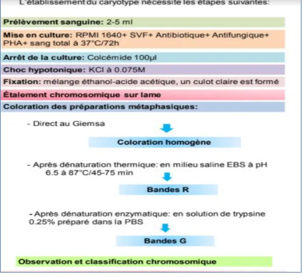 Figure 2: les étapes nécessaires pour l’établissement du caryotype. 