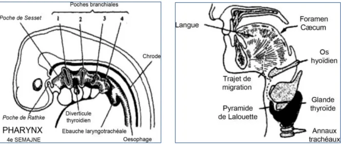 Figure 15: Trajet de migration   de la thyroïde [77] 