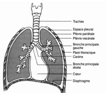 Figure 1-1 relations anatomiques du poumon ; figure empruntée à [14 - Grippi 1996].