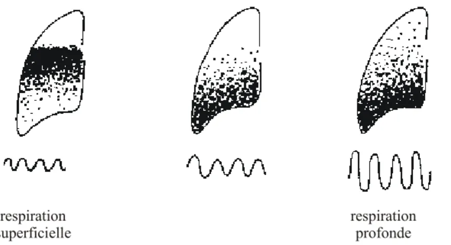 Figure 1-12 une respiration superficielle privilégie les régions périhilaires tandis qu'une ventilation plus profonde privilégie les bases (figure tirée de [21 - Siegel 1973]).