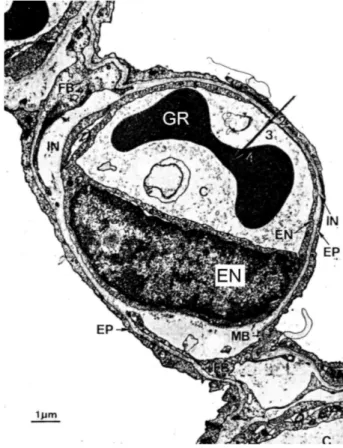Figure 1-13 Photographie en microscopie électronique de la membrane alvéolo-capillaire tirée de [23 - Weibel 1970].