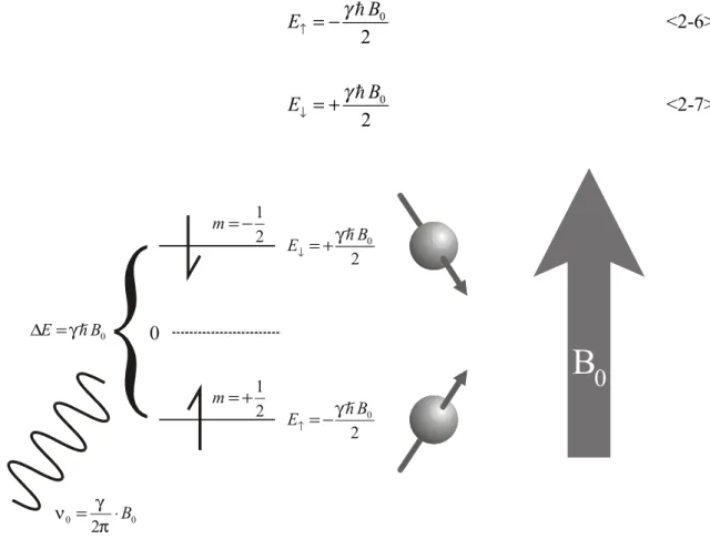 Figure 2-1 transition entre les états parallèle (énergie basse) et antiparallèle (énergie haute) pour un noyau de spin ½ placé dans un champ magnétique  BG 0
