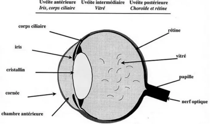 Figure 8: Classification anatomique des uvéites. [99] 