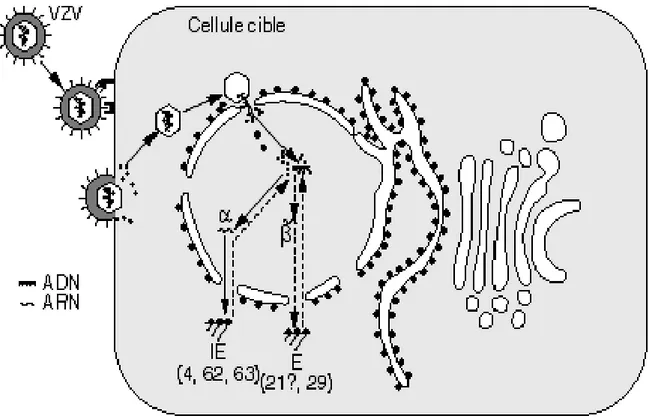 Figure 27 : Schéma de l’infection latente par le VZV[60]. 