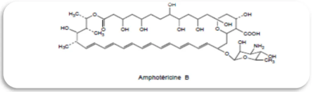 Figure 2 : Mécanisme d’action de l’amphotéricine B 
