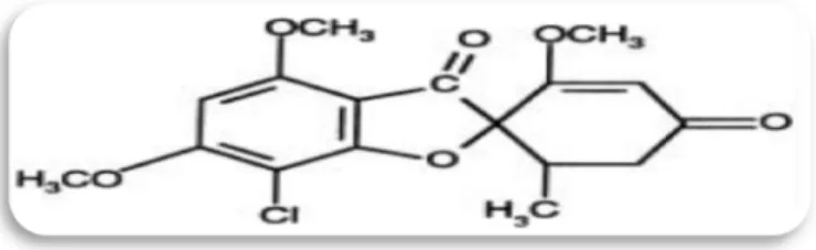 Figure 4 : structure chimique de la griséofulvine. 