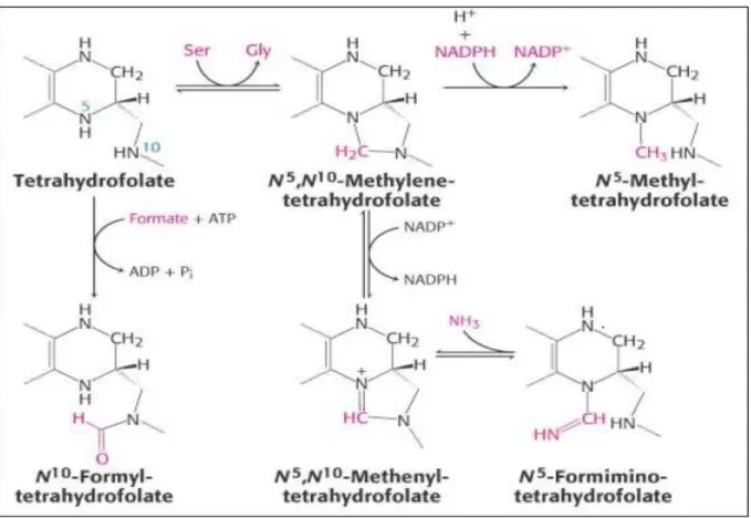 Figure 2 : Les différents dérivés foliques [103]. 