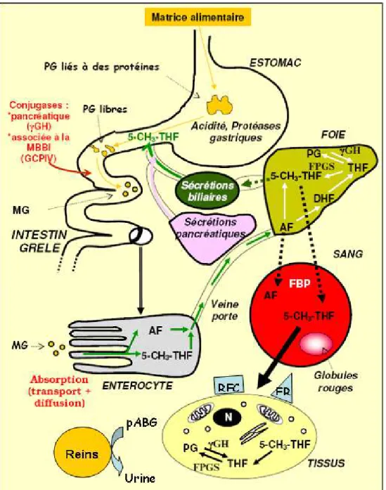 Figure 3 : Absorption, métabolisme, stockage et excrétion des folates [121]. 