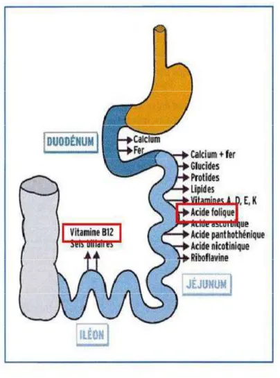 Figure 4 : Schéma d’absorption des folates au niveau intestinal [126]. 