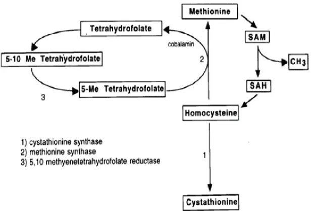 Figure 7 : Conversion de l’homocystéine en méthionine 