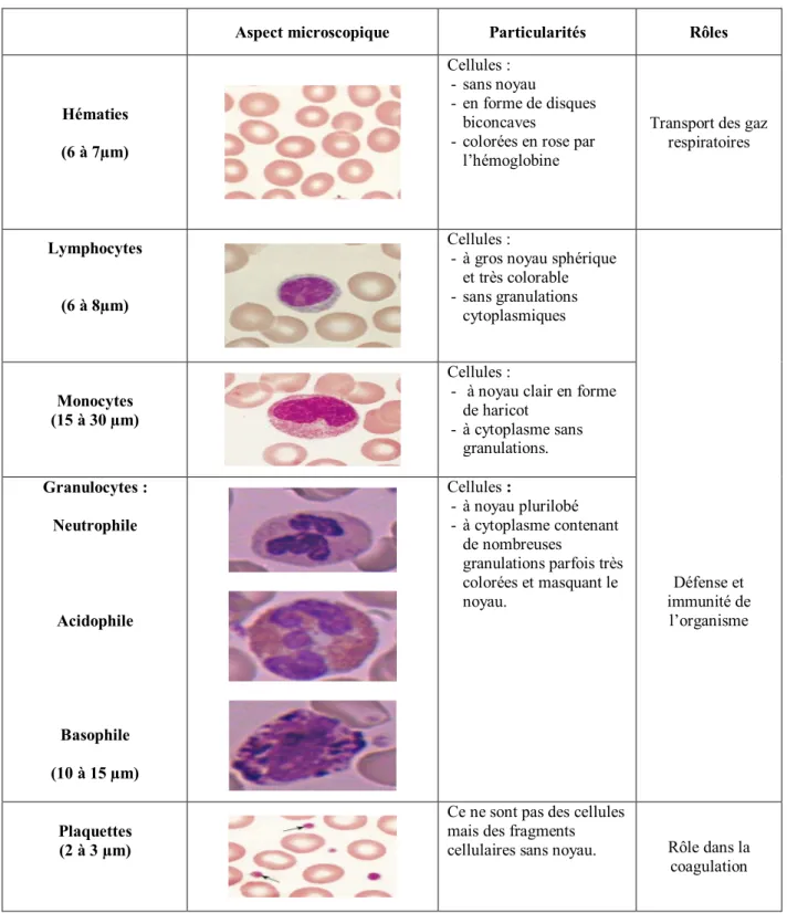 Tableau II : Les cellules sanguines normales sur frottis coloré au MGG (objectif x 100) 
