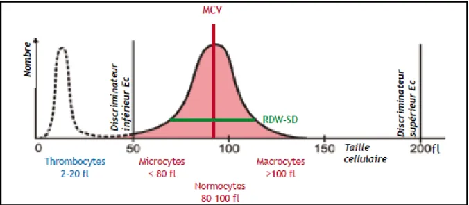 Figure 12: Histogramme des plaquettes [18] 