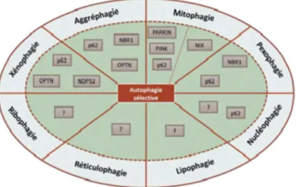 Figure 4: Les différents types d’autophagie séléctive [36]. 