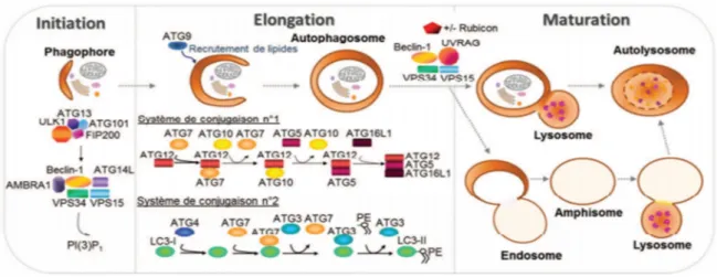 Figure 9: Acteurs moléculaires de l’autophagie [119]. 