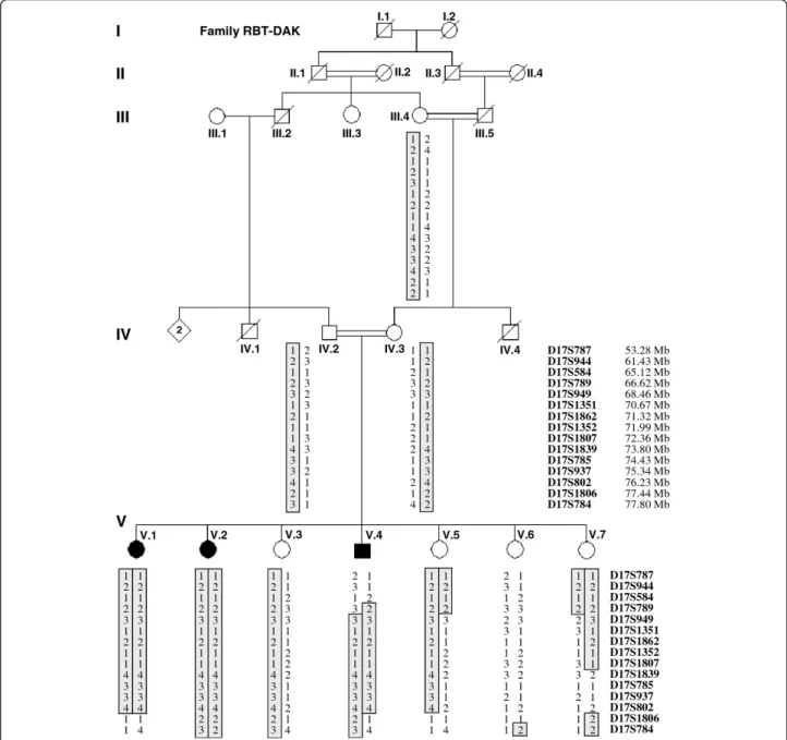 Figure 1 Haplotype reconstruction for chromosome 17q in pedigree RBT-DAK. Microsatellite markers are ordered according to the ensembl genetic map from centromere (top) to telomere (bottom)