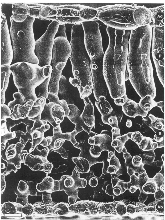 Figure  1.1  :  Coupe  par  cryofracture  d'une  feuille  de  Phaseolus  vulgaris  observée  par  microscopie électronique à balayage