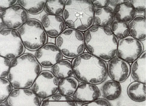 Figure 1.4 : Coupe paradermale dans le parenchyme lacuneux d'une feuille d'Heleborus niger  observée par microscopie optique