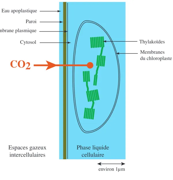 Figure 1.9  : Trajet de diffusion du CO 2  dans la phase liquide cellulaire et structure du chloroplaste