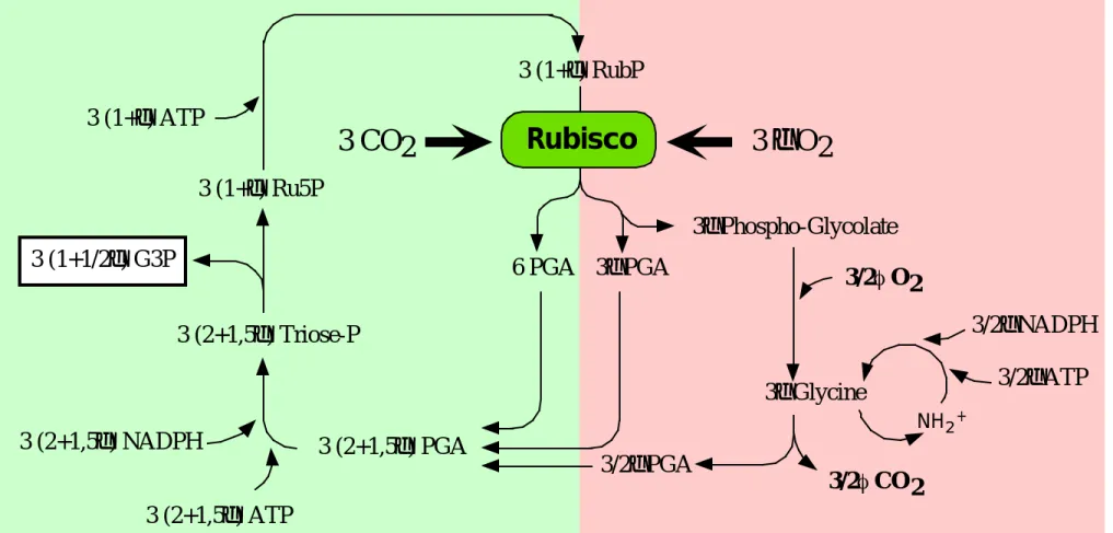 Figure 1.13 : Schéma simplifié des cycles de régénération du RubP. D'après Farquhar &amp; Von Caemmerer (1982), et Von Caemmerer (2000).