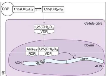 Figure 10: Action génomique de la vitamine D [66]. 