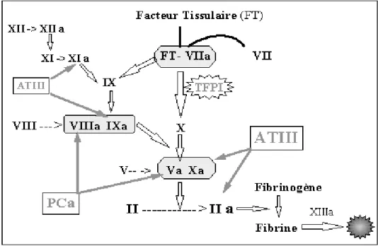 Figure 2: Les inhibiteurs de la coagulation. « 4 »