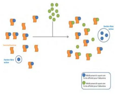 Figure 7: Compétition de deux médicaments lors de la fixation aux protéines plasmatiques