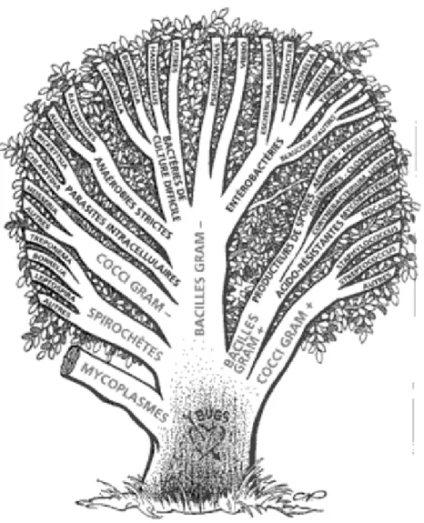 Figure 1 : Principaux groupes de bactéries à intérêt médical  [1]