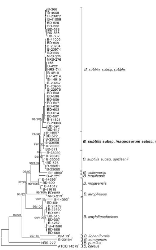 Figure 3 : Dendrogramme représentant les membres du complexe Bacillus subtilis  [4] 