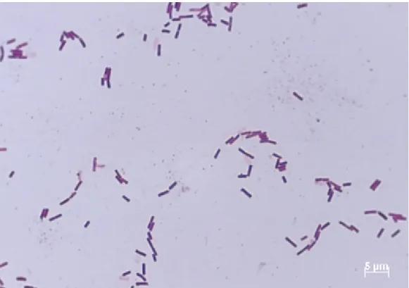Figure 4 : Coloration de Gram de Bacillus subtilis  [6] 
