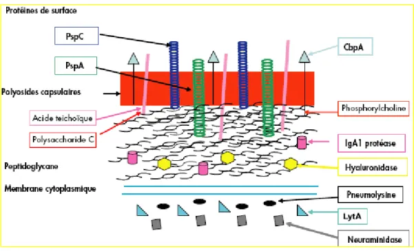 Figure 7 : Structure de la paroi de S.pneumoniae (20).