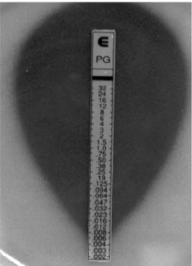 Figure 9 : Souche sensible de pneumocoque (CMI à 0,006 μg/ml).