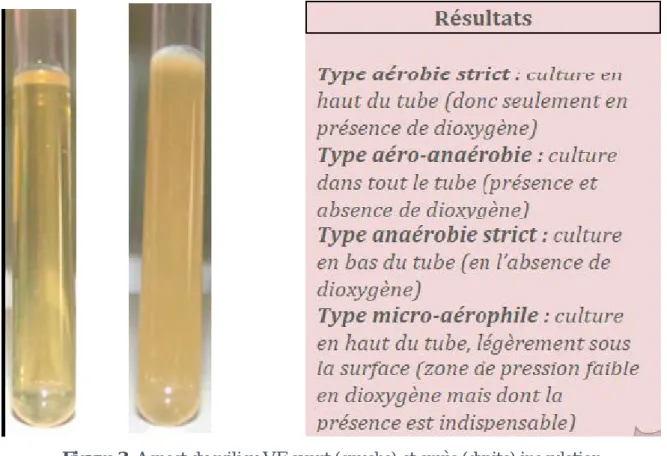 Figure 3: Aspect du milieu VF avant (gauche) et après (droite) inoculation   et incubation d’une bactérie aéro-anaérobie facultatif[9]